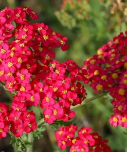 600 Red Yarrow Flower Seeds - Achillea Millefolium Rubra - Image 7