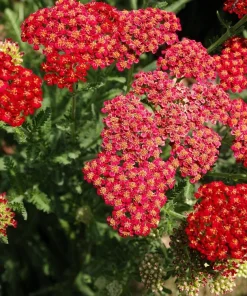 600 Red Yarrow Flower Seeds - Achillea Millefolium Rubra - Image 8
