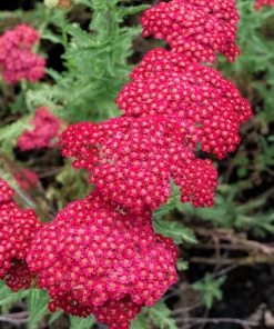 600 Red Yarrow Flower Seeds - Achillea Millefolium Rubra - Image 9