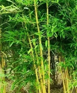 7 Golden Bamboo Seeds | Yellow Crookstem Bamboo | Home Decoration | Cold Hardy - Image 2