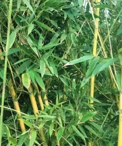 7 Golden Bamboo Seeds | Yellow Crookstem Bamboo | Home Decoration | Cold Hardy - Image 3