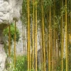 7 Golden Bamboo Seeds | Yellow Crookstem Bamboo | Home Decoration | Cold Hardy - Image 1