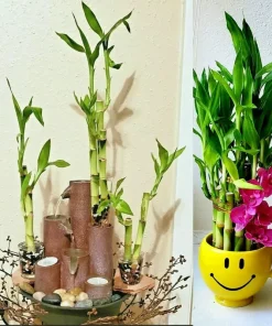 7 Lucky Bamboo Plant Seeds - Dracaena Sanderiana Feng Shui Indoor - Image 2