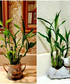 7 Lucky Bamboo Plant Seeds - Dracaena Sanderiana Feng Shui Indoor - Image 3