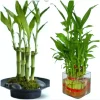 7 Lucky Bamboo Plant Seeds - Dracaena Sanderiana Feng Shui Indoor - Image 1