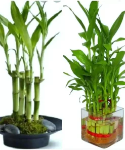 7 Lucky Bamboo Plant Seeds - Dracaena Sanderiana Feng Shui Indoor - Image 1