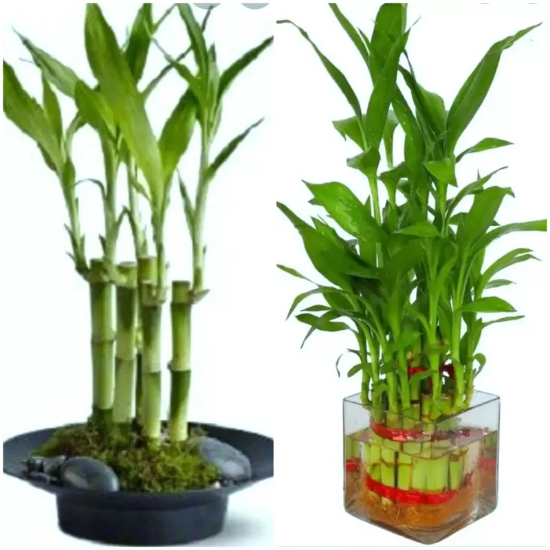 7 Lucky Bamboo Plant Seeds - Dracaena Sanderiana Feng Shui Indoor - Image 1