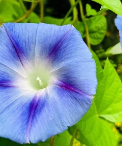 75 Blue Star Morning Glory Seeds - Ipomoea Tricolor Flower Vine - Image 2