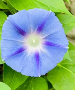 75 Blue Star Morning Glory Seeds - Ipomoea Tricolor Flower Vine - Image 3