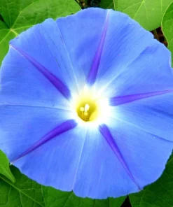 75 Blue Star Morning Glory Seeds - Ipomoea Tricolor Flower Vine - Image 4