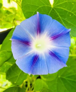 75 Blue Star Morning Glory Seeds - Ipomoea Tricolor Flower Vine - Image 5