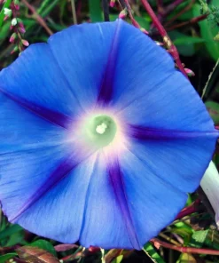 75 Blue Star Morning Glory Seeds - Ipomoea Tricolor Flower Vine - Image 6