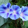 75 Blue Star Morning Glory Seeds - Ipomoea Tricolor Flower Vine - Image 1