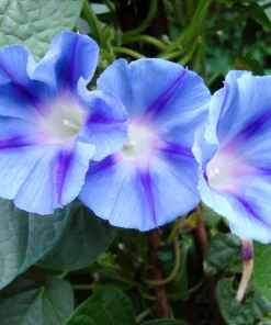 75 Blue Star Morning Glory Seeds - Ipomoea Tricolor Flower Vine - Image 1