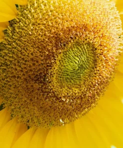 75 Mammoth Grey Stripe Sunflower Seeds - Helianthus Annuus Flower Seeds - Image 10