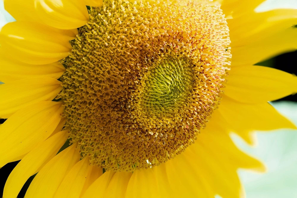 75 Mammoth Grey Stripe Sunflower Seeds - Helianthus Annuus Flower Seeds - Image 10