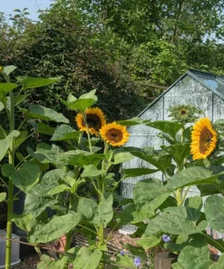 75 Mammoth Grey Stripe Sunflower Seeds - Helianthus Annuus Flower Seeds - Image 2