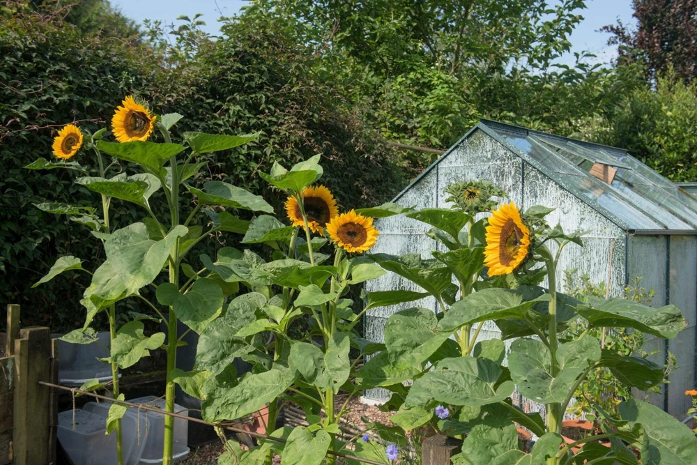 75 Mammoth Grey Stripe Sunflower Seeds - Helianthus Annuus Flower Seeds - Image 2