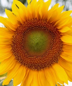 75 Mammoth Grey Stripe Sunflower Seeds - Helianthus Annuus Flower Seeds - Image 3
