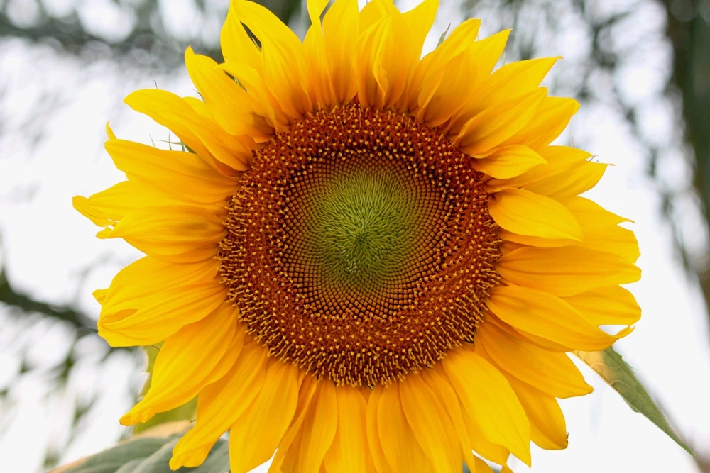 75 Mammoth Grey Stripe Sunflower Seeds - Helianthus Annuus Flower Seeds - Image 3