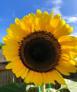 75 Mammoth Grey Stripe Sunflower Seeds - Helianthus Annuus Flower Seeds - Image 4