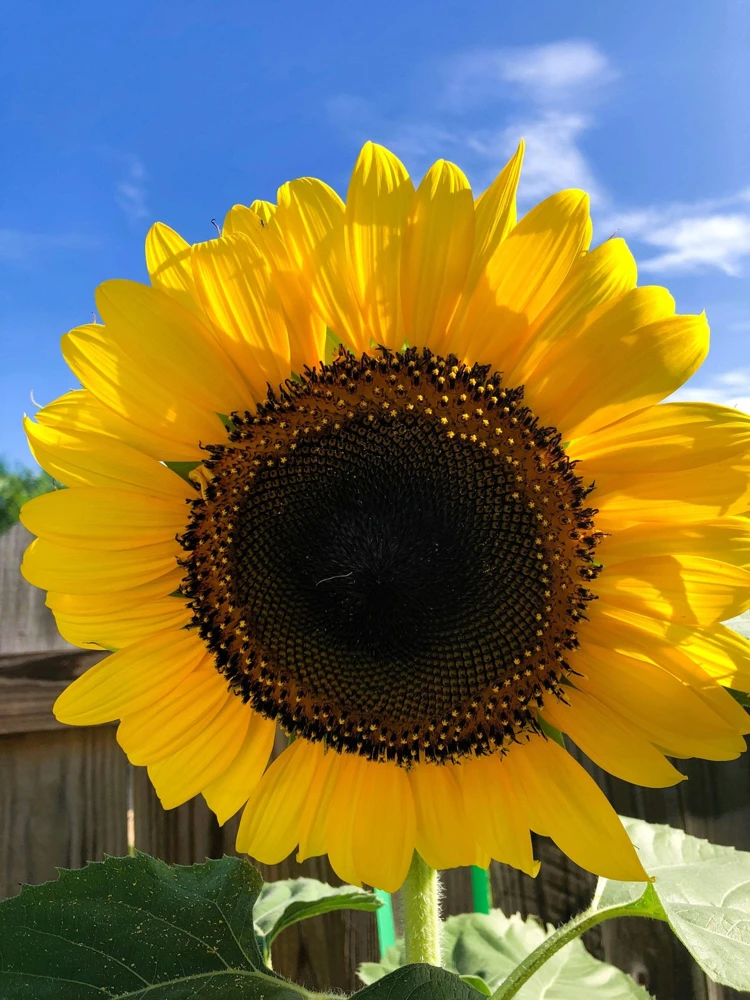 75 Mammoth Grey Stripe Sunflower Seeds - Helianthus Annuus Flower Seeds - Image 4