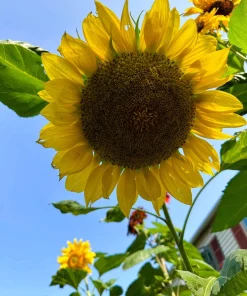 75 Mammoth Grey Stripe Sunflower Seeds - Helianthus Annuus Flower Seeds - Image 5