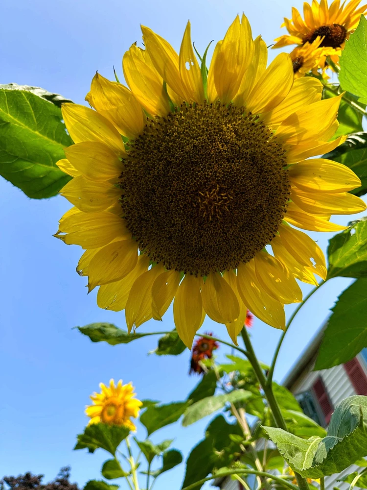 75 Mammoth Grey Stripe Sunflower Seeds - Helianthus Annuus Flower Seeds - Image 5