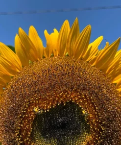 75 Mammoth Grey Stripe Sunflower Seeds - Helianthus Annuus Flower Seeds - Image 6