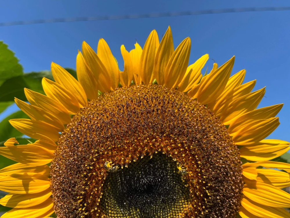 75 Mammoth Grey Stripe Sunflower Seeds - Helianthus Annuus Flower Seeds - Image 6