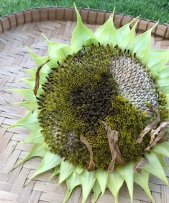 75 Mammoth Grey Stripe Sunflower Seeds - Helianthus Annuus Flower Seeds - Image 7