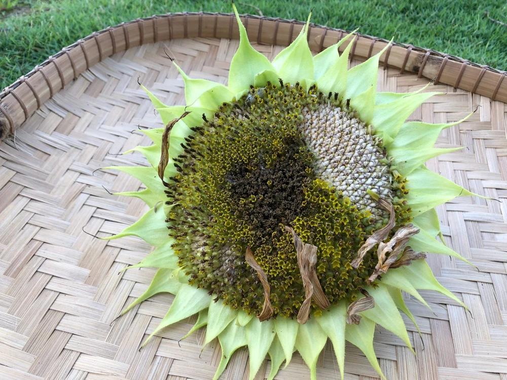 75 Mammoth Grey Stripe Sunflower Seeds - Helianthus Annuus Flower Seeds - Image 7