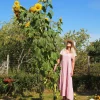 75 Mammoth Grey Stripe Sunflower Seeds - Helianthus Annuus Flower Seeds - Image 1