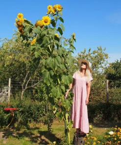 75 Mammoth Grey Stripe Sunflower Seeds - Helianthus Annuus Flower Seeds - Image 1