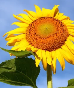 75 Mammoth Grey Stripe Sunflower Seeds - Helianthus Annuus Flower Seeds - Image 8