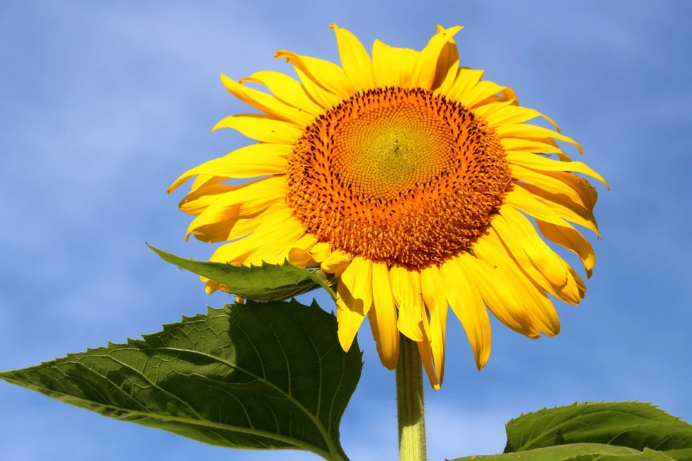 75 Mammoth Grey Stripe Sunflower Seeds - Helianthus Annuus Flower Seeds - Image 8