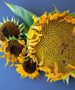 75 Mammoth Grey Stripe Sunflower Seeds - Helianthus Annuus Flower Seeds - Image 9