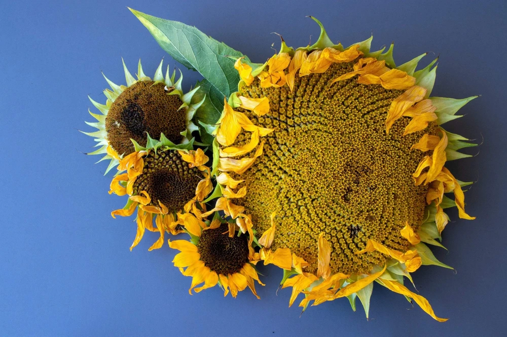 75 Mammoth Grey Stripe Sunflower Seeds - Helianthus Annuus Flower Seeds - Image 9