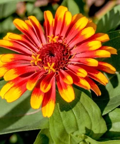 75 Mixed Colors Persian Carpet Zinnia Haageana Flower Seeds - Easy Grow - Image 10