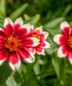 75 Mixed Colors Persian Carpet Zinnia Haageana Flower Seeds - Easy Grow - Image 11
