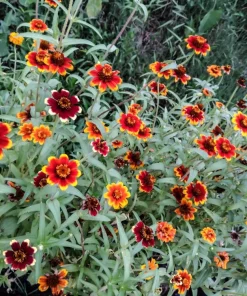 75 Mixed Colors Persian Carpet Zinnia Haageana Flower Seeds - Easy Grow - Image 12