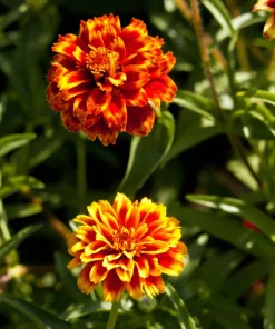 75 Mixed Colors Persian Carpet Zinnia Haageana Flower Seeds - Easy Grow - Image 2