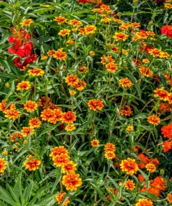 75 Mixed Colors Persian Carpet Zinnia Haageana Flower Seeds - Easy Grow - Image 3