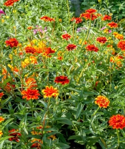 75 Mixed Colors Persian Carpet Zinnia Haageana Flower Seeds - Easy Grow - Image 4
