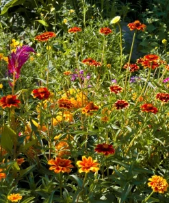 75 Mixed Colors Persian Carpet Zinnia Haageana Flower Seeds - Easy Grow - Image 5