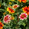 75 Mixed Colors Persian Carpet Zinnia Haageana Flower Seeds - Easy Grow - Image 1