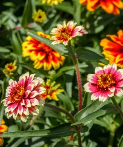 75 Mixed Colors Persian Carpet Zinnia Haageana Flower Seeds - Easy Grow - Image 1