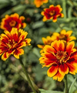 75 Mixed Colors Persian Carpet Zinnia Haageana Flower Seeds - Easy Grow - Image 6