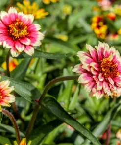 75 Mixed Colors Persian Carpet Zinnia Haageana Flower Seeds - Easy Grow - Image 7