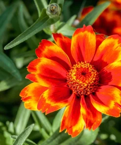 75 Mixed Colors Persian Carpet Zinnia Haageana Flower Seeds - Easy Grow - Image 8